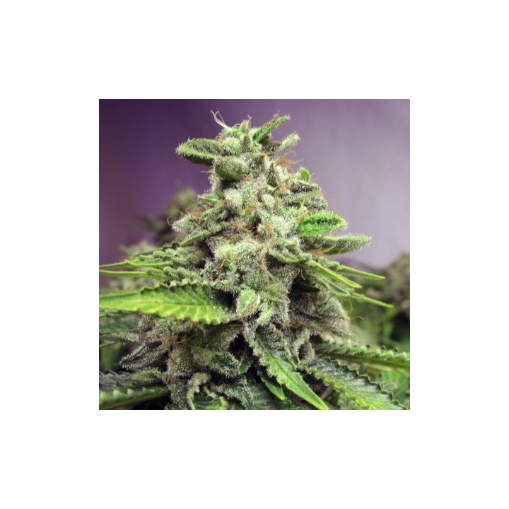 Afghan Skunk (Advanced Seeds)