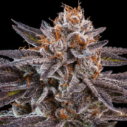 OMG | Ripper Seeds | Semillas de marihuana al mejor precio