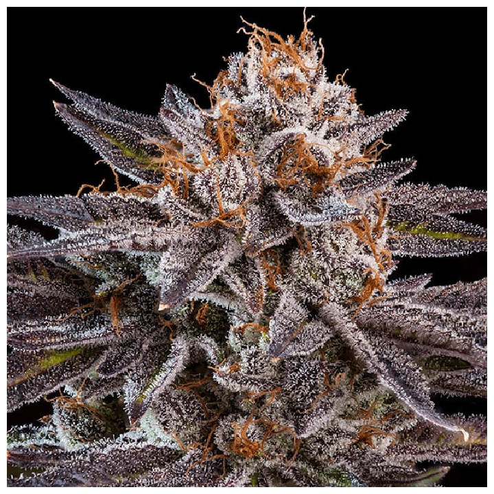 OMG | Ripper Seeds | Semillas de marihuana al mejor precio