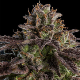 K Mintz |  Ripper Seeds | Semillas de marihuana al mejor precio