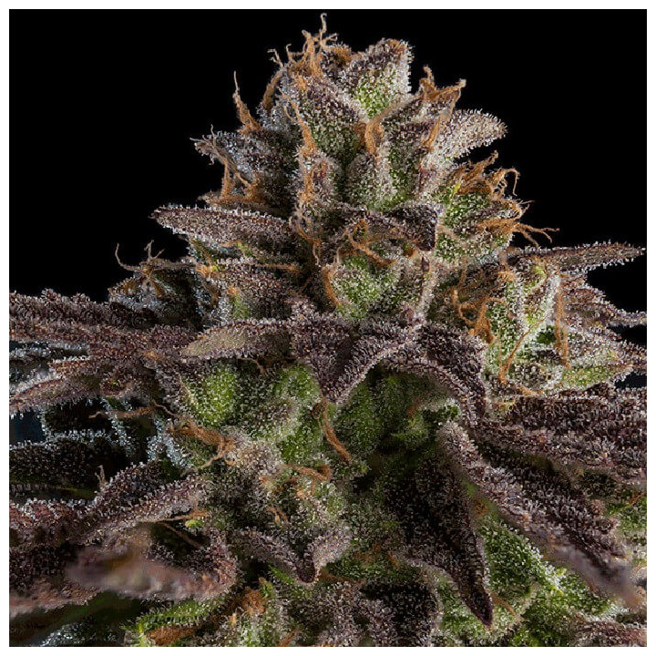 K Mintz |  Ripper Seeds | Semillas de marihuana al mejor precio