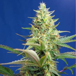Sweet Pure CBD Auto | Sweet Seeds | Marihuana medicinal