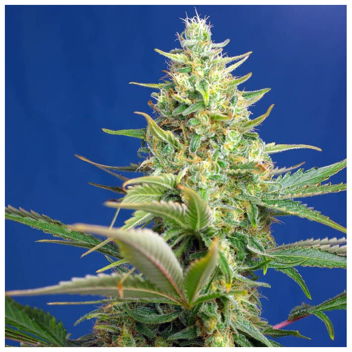 Sweet Pure CBD Auto | Sweet Seeds | Marihuana medicinal