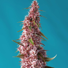 Red Pure Auto CBD | Sweet Seeds | Semillas al mejor precio