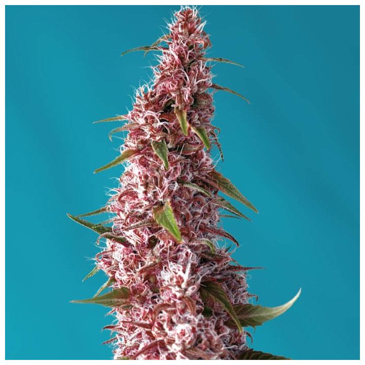 Red Pure Auto CBD | Sweet Seeds | Semillas al mejor precio