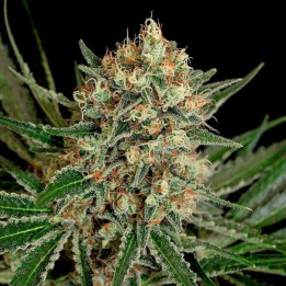 Txerri Bilbo Haze | Genehtik | Semillas al mejor precio