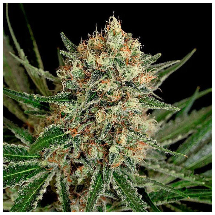 Txerri Bilbo Haze | Genehtik | Semillas al mejor precio