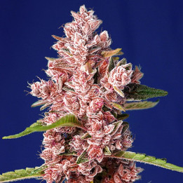 Comprar Tropicanna Poison F1 Fast Version al mejor precio - ENVIO 24H