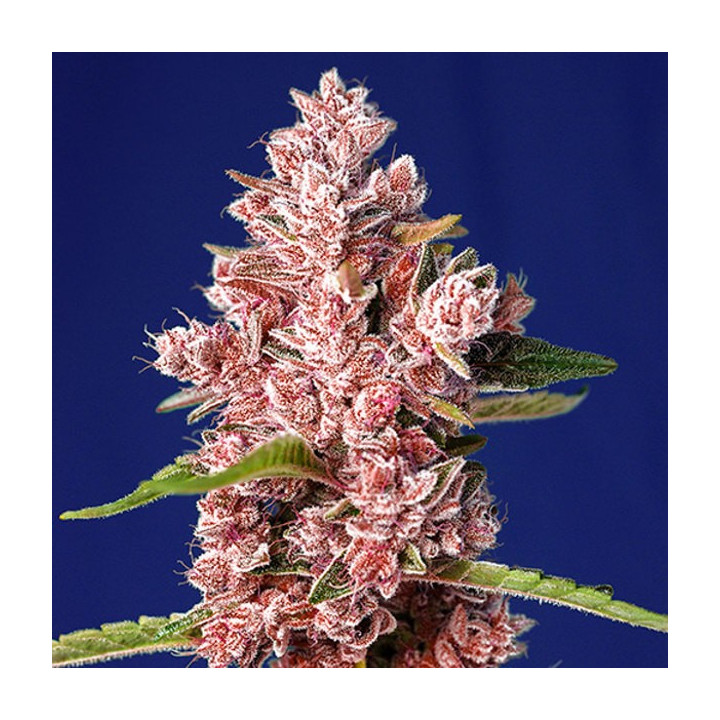 Comprar Tropicanna Poison F1 Fast Version al mejor precio - ENVIO 24H
