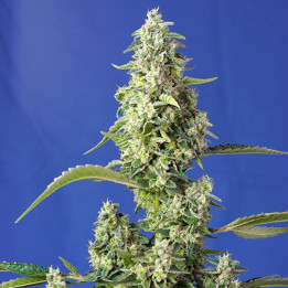 Gorilla Girl XL Auto | Sweet Seeds | Semillas al mejor precio