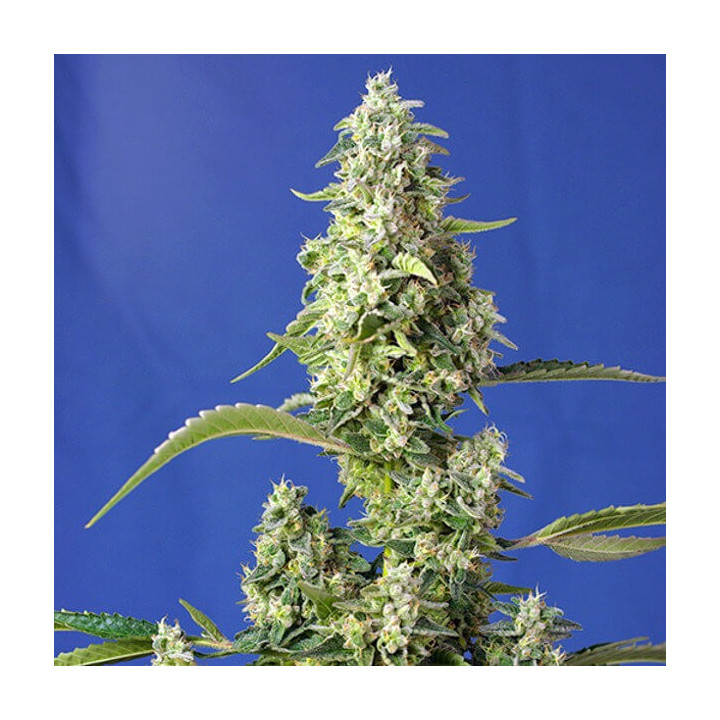 Gorilla Girl XL Auto | Sweet Seeds | Semillas al mejor precio