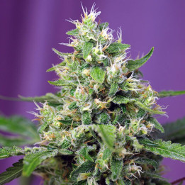 Sweet Amnesia Haze Auto | Sweet Seeds | Semillas al mejor precio