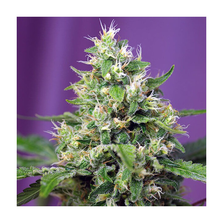 Sweet Amnesia Haze Auto | Sweet Seeds | Semillas al mejor precio
