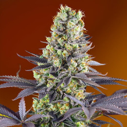 Sweet Zenzation | Sweet Seeds | Semillas al mejor precio