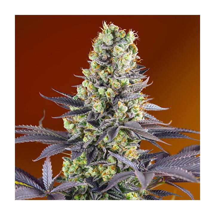 Sweet Zenzation | Sweet Seeds | Semillas al mejor precio