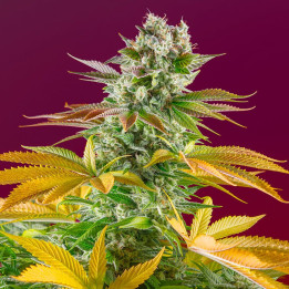 Gorilla Girl F1 Fast Version | Sweet Seeds | Semillas al mejor precio