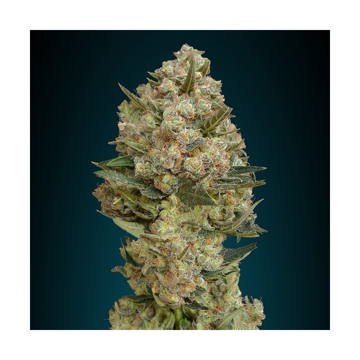 Critical (Advanced Seeds)