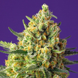 Crystal Candy XL Auto | Sweet Seeds | Semillas al mejor precio