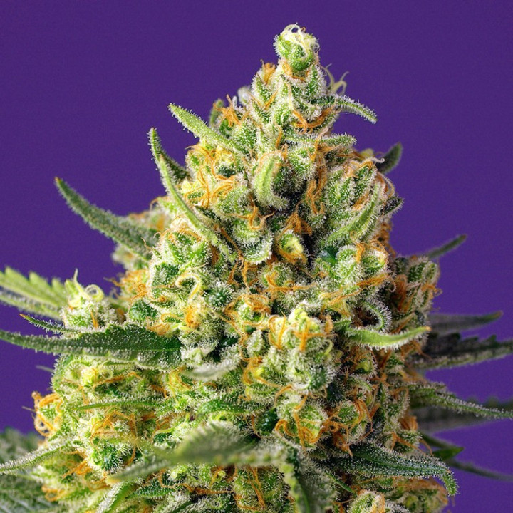 Crystal Candy XL Auto | Sweet Seeds | Semillas al mejor precio
