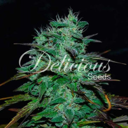 Chocobang | Delicious Seeds | Compra semillas de marihuana