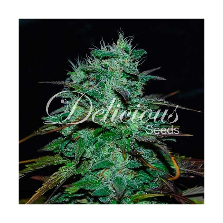 Chocobang | Delicious Seeds | Compra semillas de marihuana