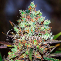 Cotton Candy Kush | Delicious Seeds | Comprar Semillas Feminizadas