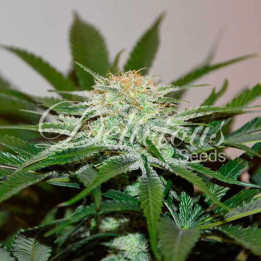 Descojack | Delicious Seeds | Comprar Semillas Feminizadas