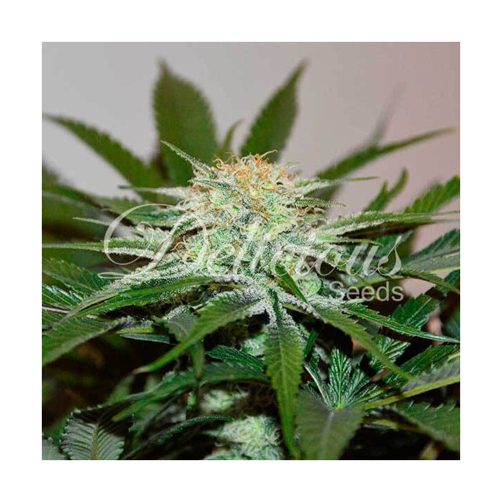 Descojack | Delicious Seeds | Comprar Semillas Feminizadas