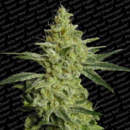 Allkush | Delicious Seeds | Comprar Semillas Feminizadas