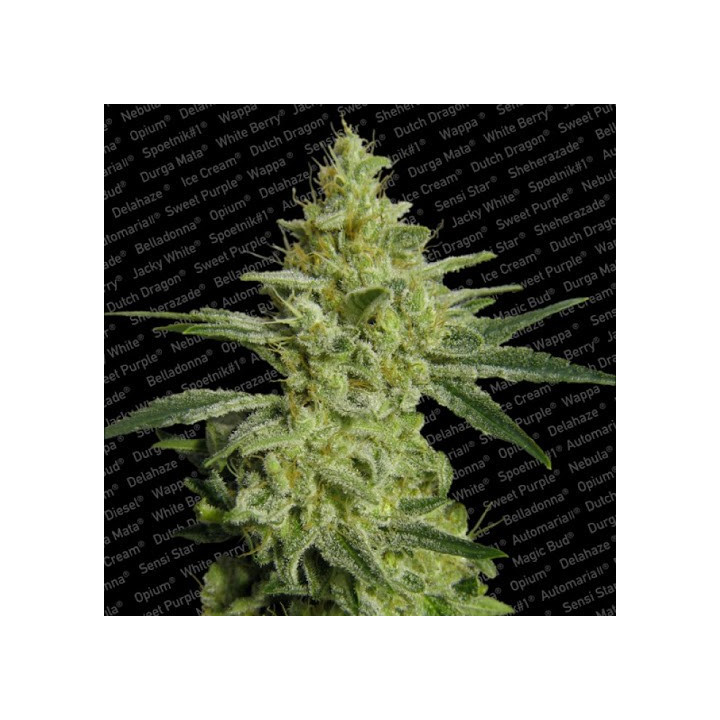 Allkush | Delicious Seeds | Comprar Semillas Feminizadas