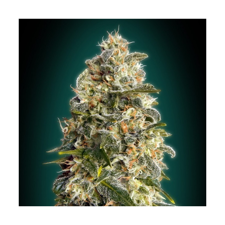 Heavy Bud (Advanced Seeds)