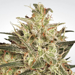 Atomical Haze | Paradise Seeds | Nº1 en venta de semillas de marihuana