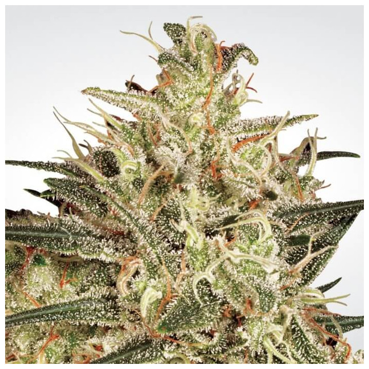 Atomical Haze | Paradise Seeds | Nº1 en venta de semillas de marihuana