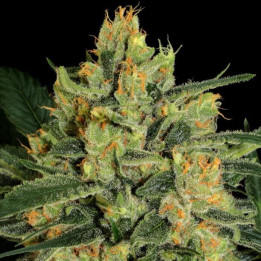 Durga Mata II CBD | Paradise Seeds | Comprar semillas de marihuana