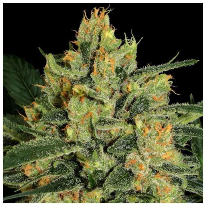 Durga Mata II CBD | Paradise Seeds | Comprar semillas de marihuana