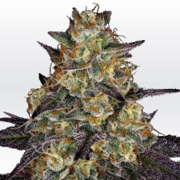 El Dorado OG | Paradise Seeds | Comprar semillas de marihuana