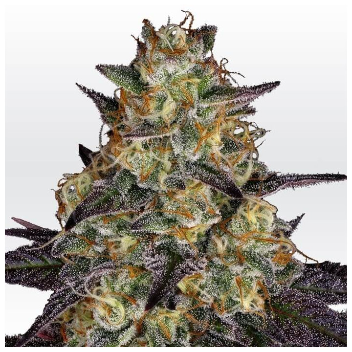El Dorado OG | Paradise Seeds | Comprar semillas de marihuana
