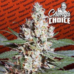 L.A Amnesia | Paradise Seeds | Comprar Semillas de marihuana