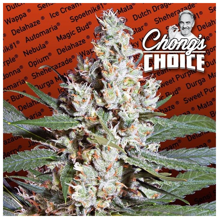 L.A Amnesia | Paradise Seeds | Comprar Semillas de marihuana