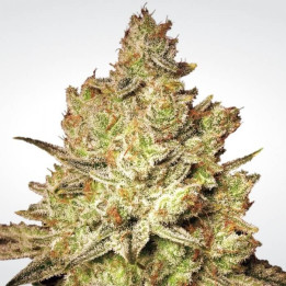 Jack White | Paradise Seeds | Semillas de marihuana al mejor precio