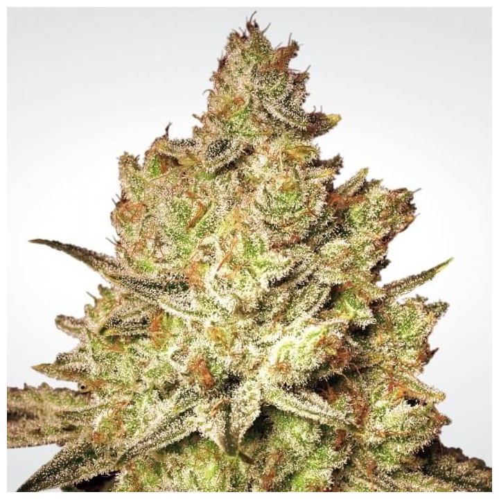 Jack White | Paradise Seeds | Semillas de marihuana al mejor precio