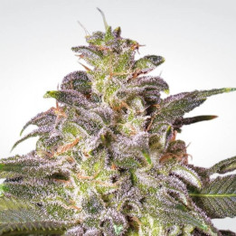 Magic Bud | Paradise Seeds | Venta de semillas al mejor precio