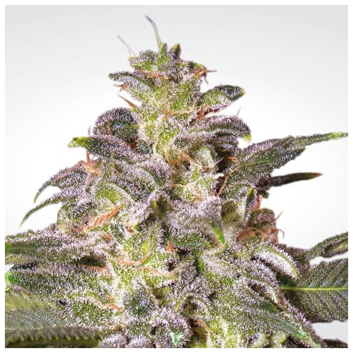 Magic Bud | Paradise Seeds | Venta de semillas al mejor precio
