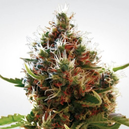 Lucid Bolt | Paradise Seeds | Comprar Semillas BARATAS