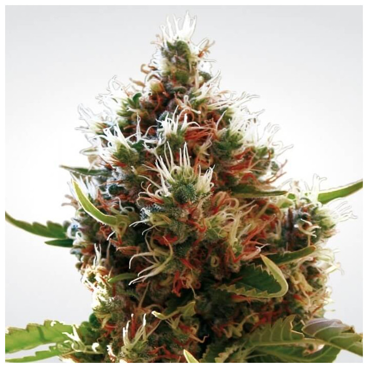 Lucid Bolt | Paradise Seeds | Comprar Semillas BARATAS