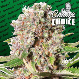 Mendocino Skunk | Paradise Seeds | Comprar semillas se marihuana