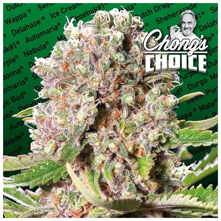 Mendocino Skunk | Paradise Seeds | Comprar semillas se marihuana