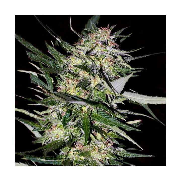 Jack Plant (Advanced Seeds)