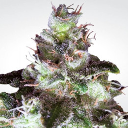 Original White Widow | Paradise Seeds | Comprar semillas Feminizadas