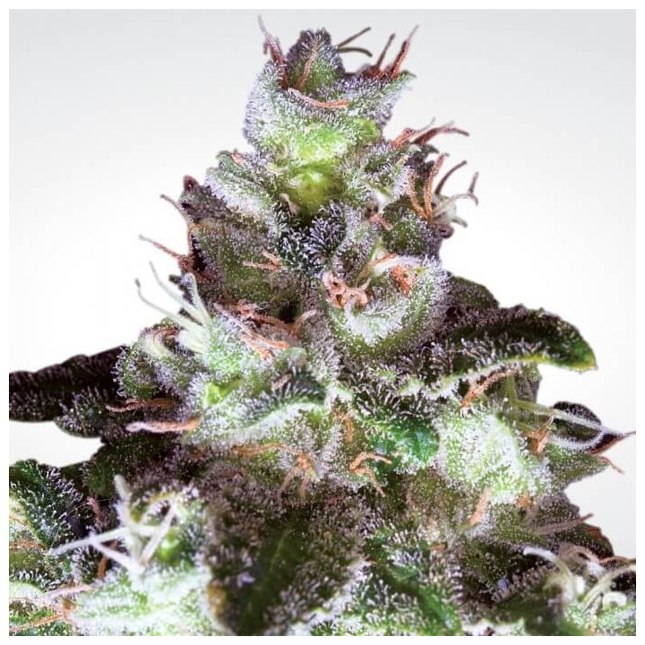 Original White Widow | Paradise Seeds | Comprar semillas Feminizadas